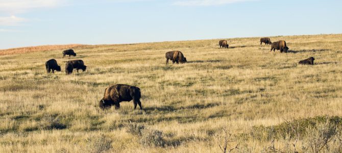 Theodore Roosevelt National Park: so much wildlife!