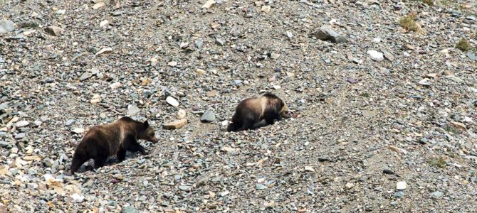 Glacier day 2: (grizzly) bears, oh my!