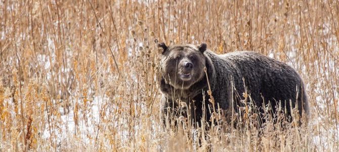 Grand Teton: hail, snow, a bear!