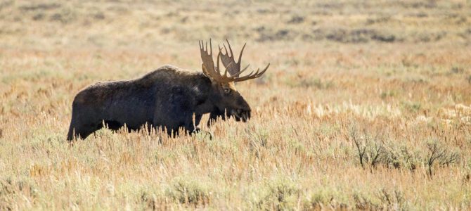 Yellowstone is a park ruled by bison