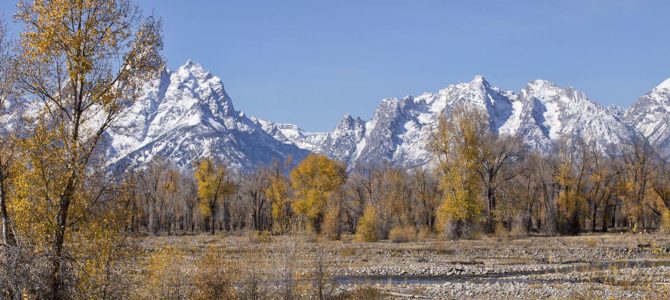 Want to see bison? Head to Yellowstone!