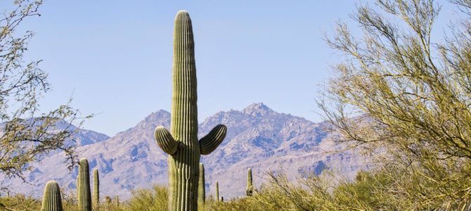 Birds & bees of Saguaro National Park