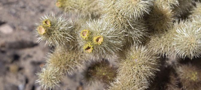 Prickly teddy bears!