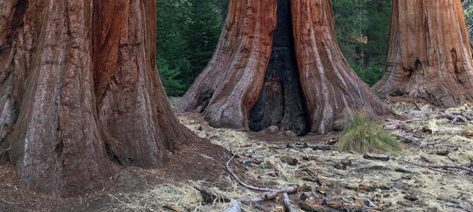 Walking among the ancient giants of Sequoia National Park