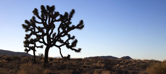 The unique charm of Joshua Tree National Park