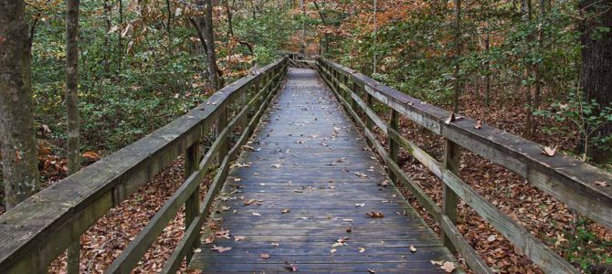 Dodging raindrops in South Carolina’s Congaree National Park