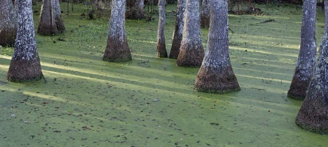 Stepping back in time at the Magnolia Plantation and Gardens